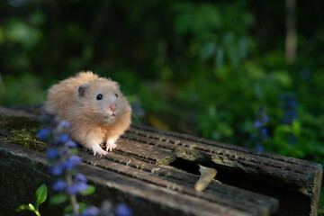 A hamster looking startled