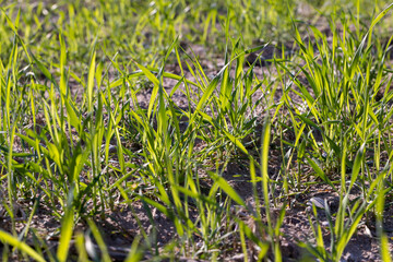 agricultural field where green unripe wheat grows