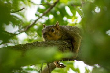 Squirrel napping on a tree branch
