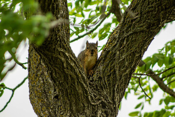 squirrel on a tree