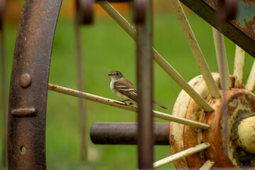 Bird on old farm equipment
