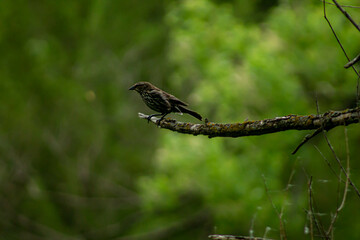 Little black bird on a branch