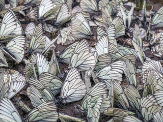 Large flock of Aporia crataegi butterflies. Close-up.