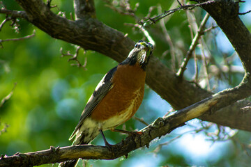 Robin holding food on a tree