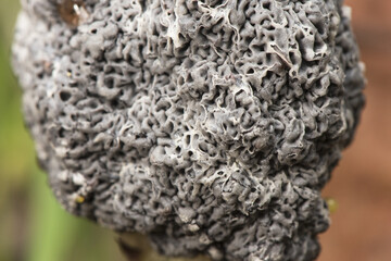 Mucilago crustacea dog sick slime mold or fungus myxomycete looking like white and gray scales on natural forest background