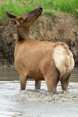 Elk in the water