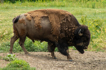 american bison in the field