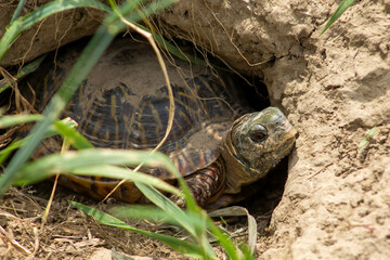 Turtle in a hole