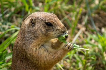 prairie dog eating grass