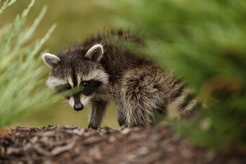 Spying Raccoon