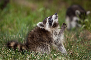 Praying Raccoon