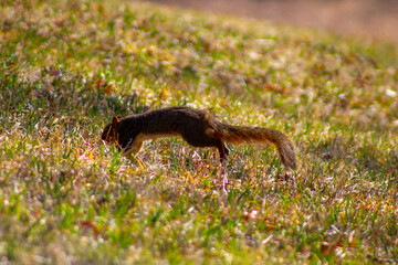 Squirrel jumping