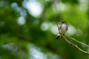 sparrow on a branch