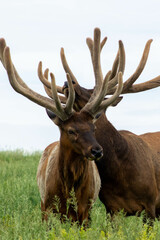 Two elk guarding each other
