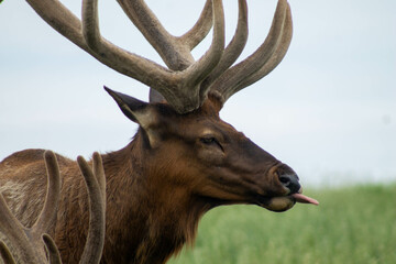 Elk sticking its tongue out