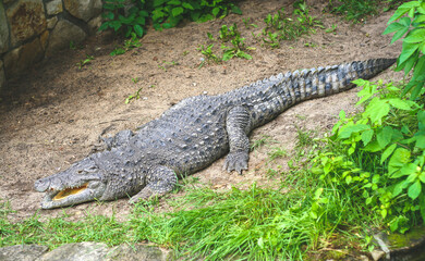 Siamese freshwater crocodile