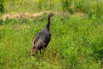 Wild turkey and her chicks