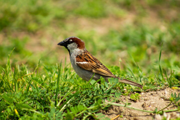 Sparrow close-up on the grass