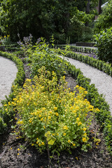 Naklejka premium Different flowers and plants in Amsterdam oldest botanical gardens (1638). AMSTERDAM, The NETHERLANDS.