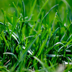 green grass background