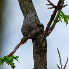 Frog climbing a tree