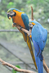 Macaw- Brazilian colorful bird