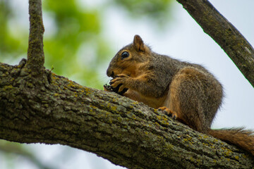 Naklejka na ściany i meble squirrel on a tree eating a nut