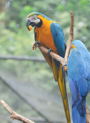Macaw- Brazilian colorful bird