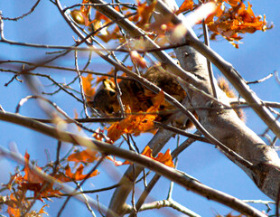 Squirrel between autumn leaves in the sun