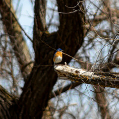 Little blue and yellow bird on the end of a branch