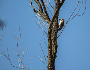 Woodpecker at the top of a dead tree