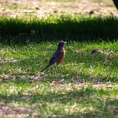 robin on the grass
