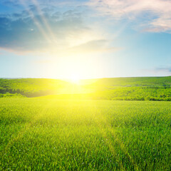 Picturesque green field, blue sky and bright sun.