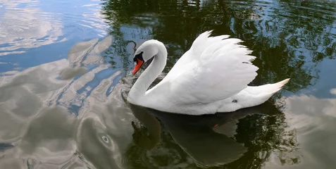 Fototapete Rund White swan on the pond. Wide photo. © alinamd