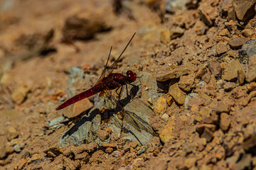 red dragonfly on the ground