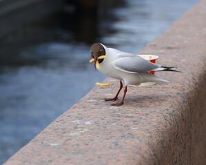 A seagull eats French fries on the granite fence of the embankment