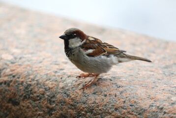 A sparrow is sitting on a granite fence