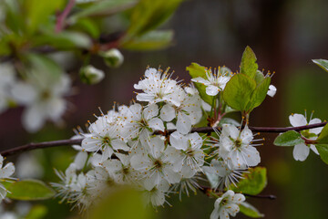 Apple blossom in springtime on a sunny day, close-up photography. Blooming white flowers on the branches of a apple tree macro photography. Cherry blossom on a sunny spring day.