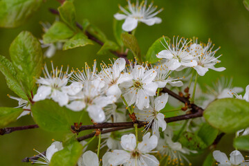 Apple blossom in springtime on a sunny day, close-up photography. Blooming white flowers on the branches of a apple tree macro photography. Cherry blossom on a sunny spring day.