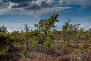 Fototapeta premium Frühling im Schwarzen Moor in der Rhön