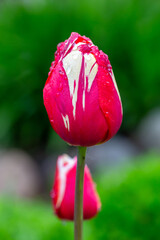 Blooming red tulip flower with water drops on a sunny day macro photography. Fresh flowering plant with raindrops on a bright red petals in springtime close-up photo.	