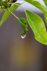 Obraz premium Green leaf with raindrops on a summer day macro photography. Fresh leaf of garden flowering plant with water drops springtime close-up photography. 