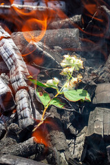jasmine flowers burning in the fire, close up