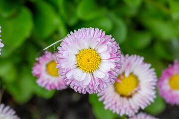 Blooming pink daisy flower on a green background in springtime macro photography. Bellis perennis wildflower with pink petals on a sunny summer day, close-up photo.  © Anton