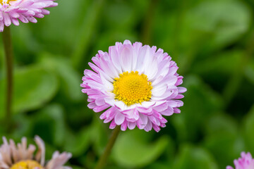 Blooming pink daisy flower on a green background in springtime macro photography. Bellis perennis wildflower with pink petals on a sunny summer day, close-up photo.  © Anton