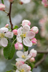 Apple blossom in springtime on a sunny day, close-up photography. Blooming white flowers on the branches of a apple tree macro photography. Cherry blossom on a sunny spring day.