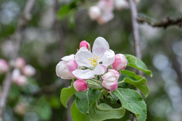 Fototapeta na wymiar Apple blossom in springtime on a sunny day, close-up photography. Blooming white flowers on the branches of a apple tree macro photography. Cherry blossom on a sunny spring day.