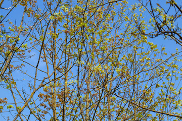 deciduous trees in the spring season with green foliage
