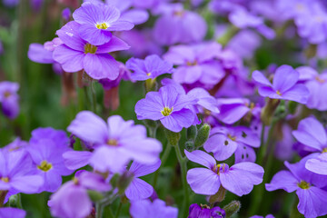 Blooming purple rock cress flowers in sunny spring day macro photography. Blossom Aubrieta flowers with violet petals in springtime close-up photo.	