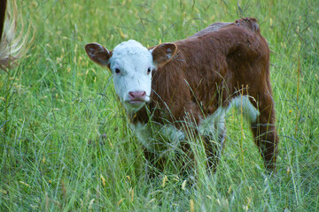 Glückliche Kühe im Schwarzwald